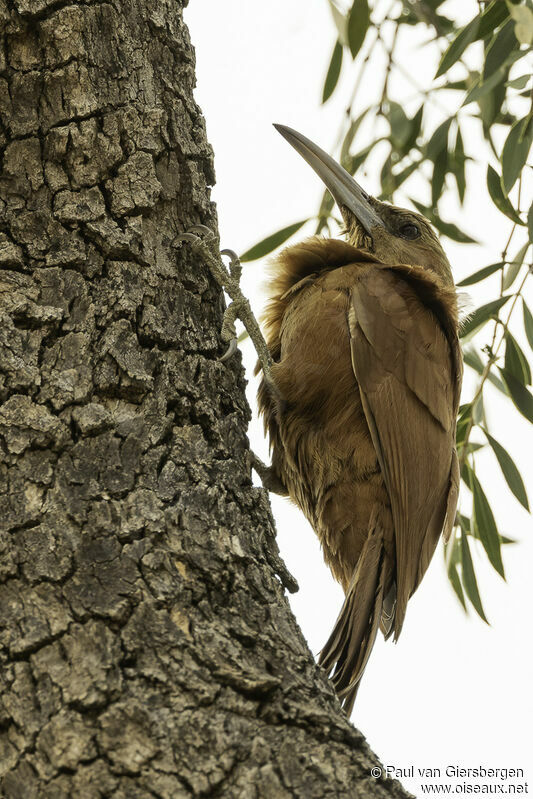 Great Rufous Woodcreeperadult