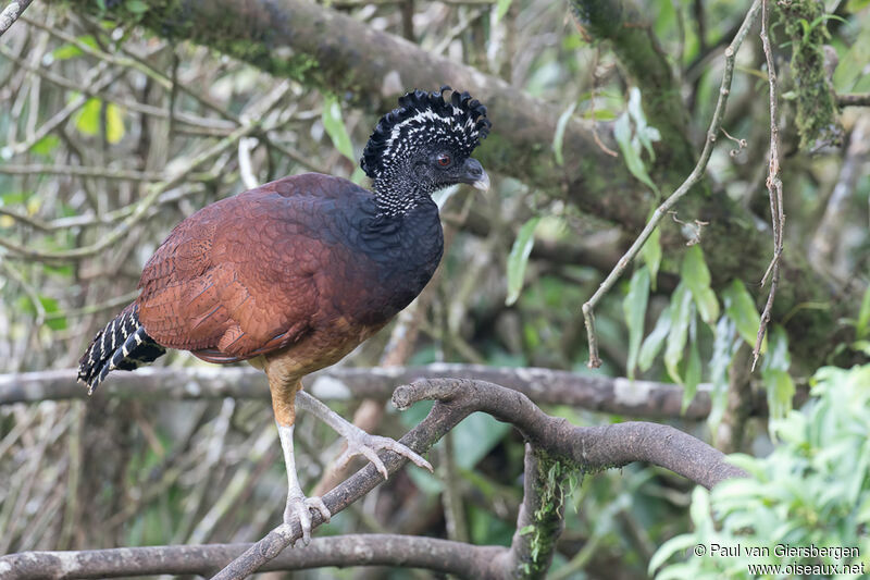 Great Curassow female adult