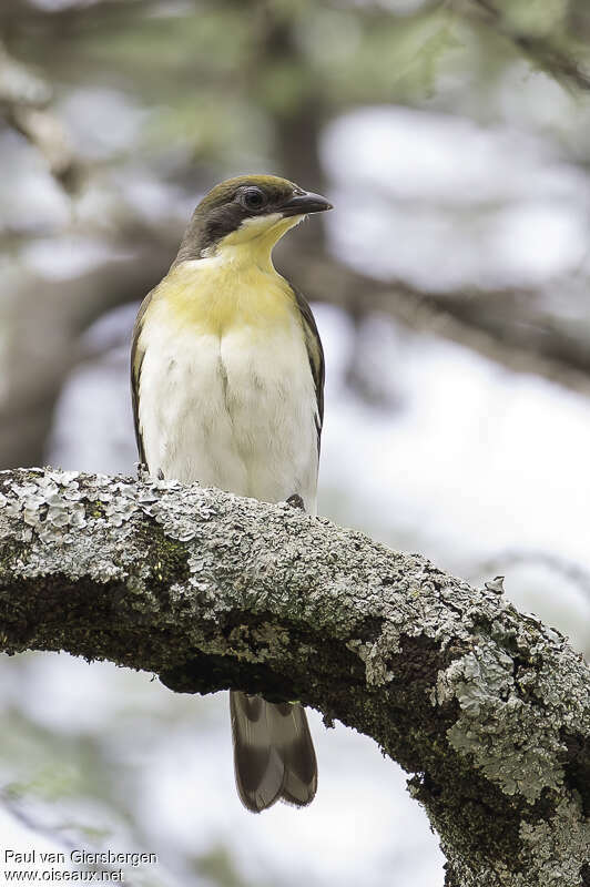 Greater Honeyguidejuvenile, identification