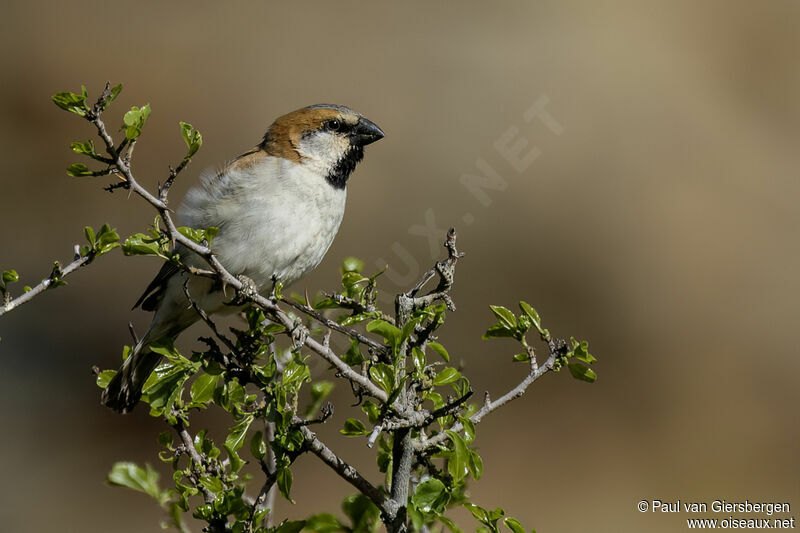 Great Sparrow male adult