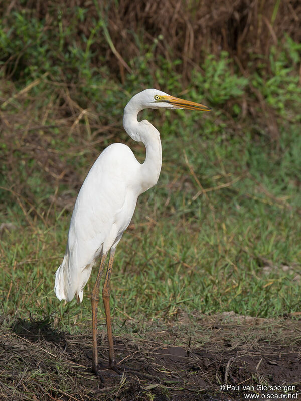 Great Egret