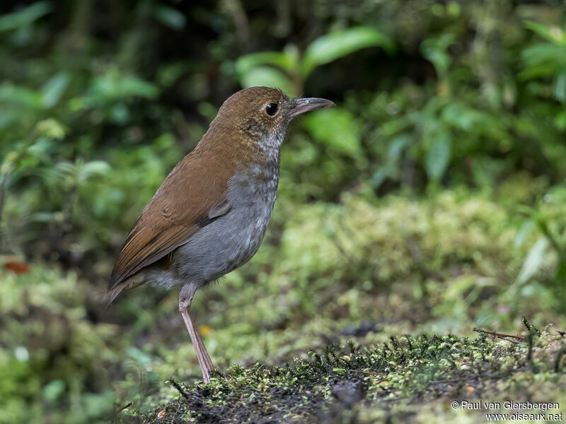 Greater Ground Robin