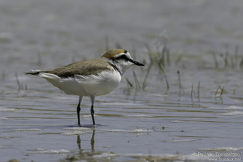 Kentish Ploveradult breeding