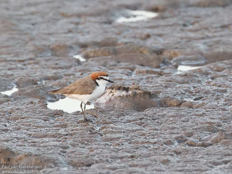 Gravelot à tête rousseadulte, habitat, camouflage, pigmentation