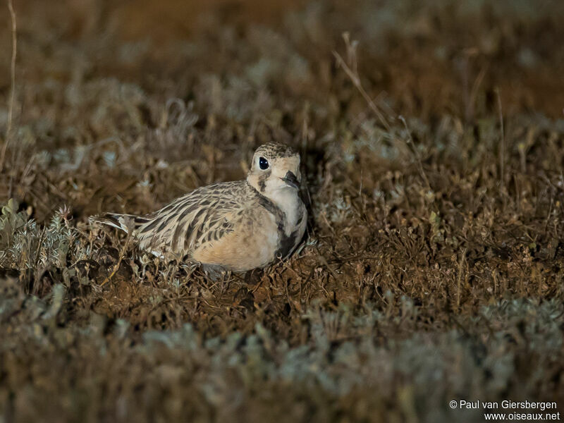 Inland Dotterel