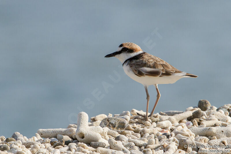 Malaysian Plover