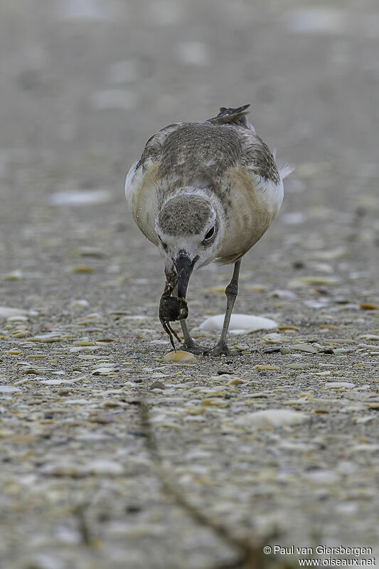 New Zealand Ploveradult