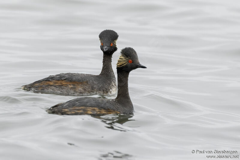 Black-necked Grebeadult