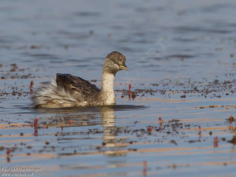 Grèbe argentéadulte, identification