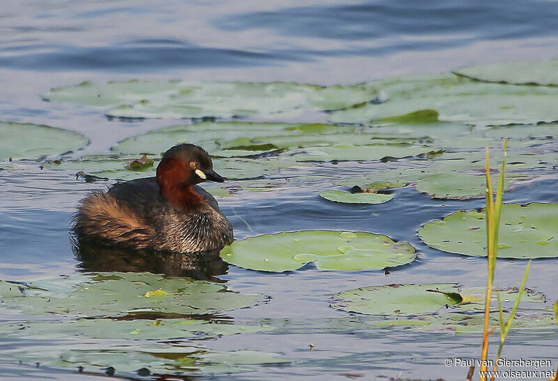 Little Grebe