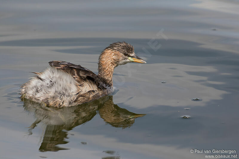 Little Grebe