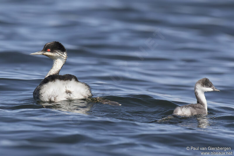 Junin Grebe