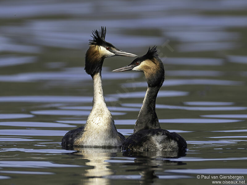 Great Crested Grebeadult