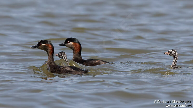 Madagascar Grebe