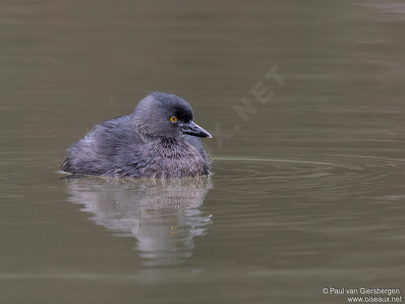 Least Grebe