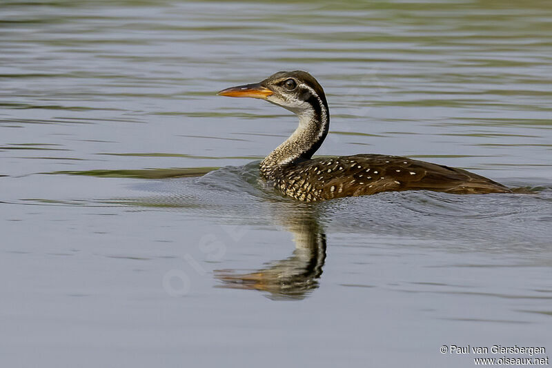 African Finfoot female adult