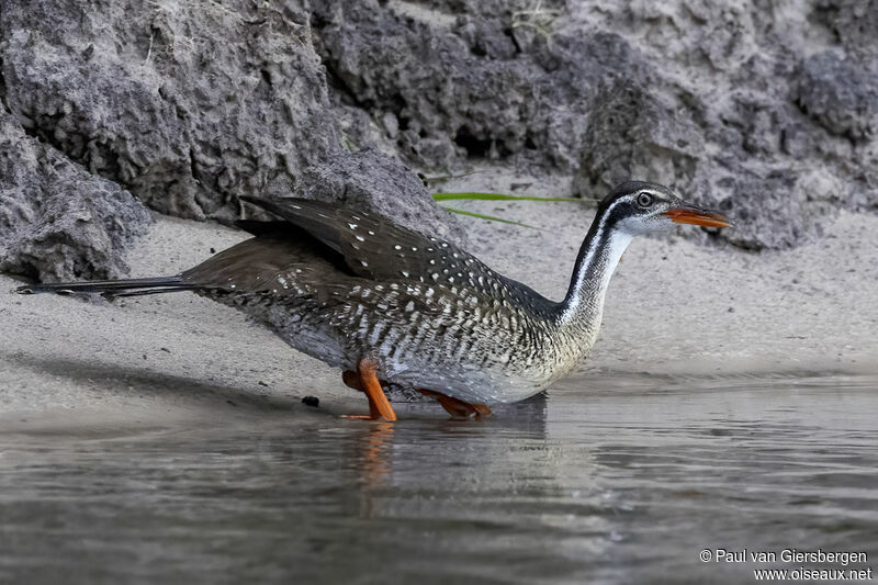 African Finfoot