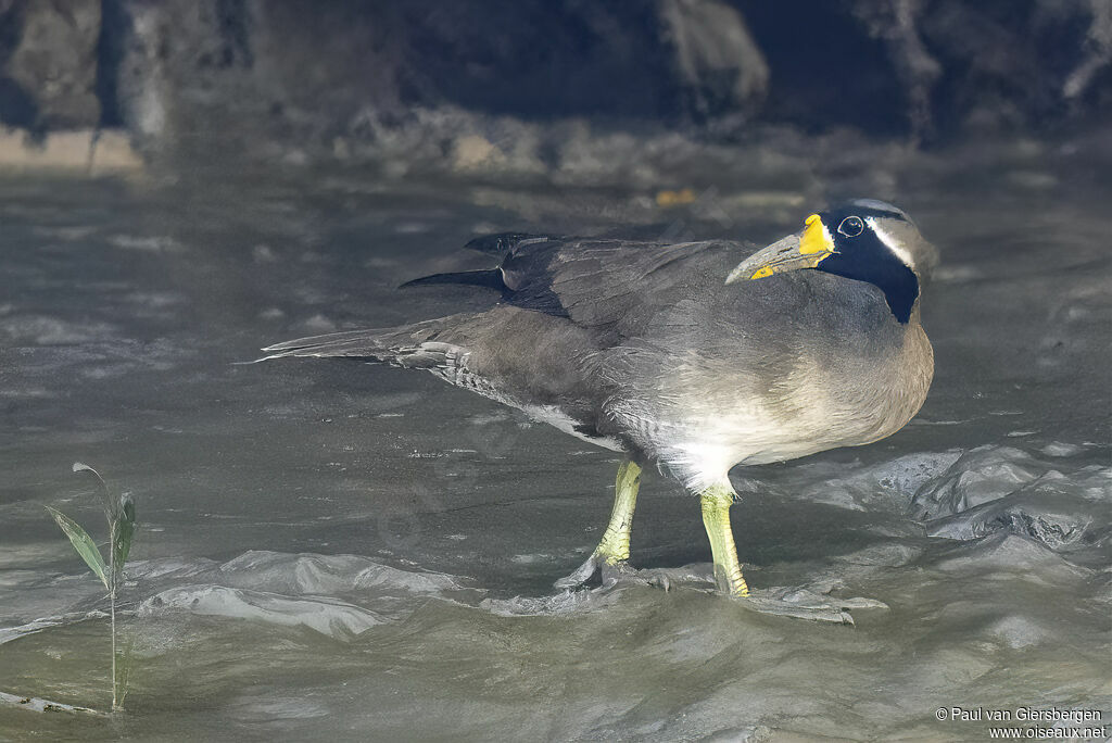 Grébifoulque d'Asie mâle adulte
