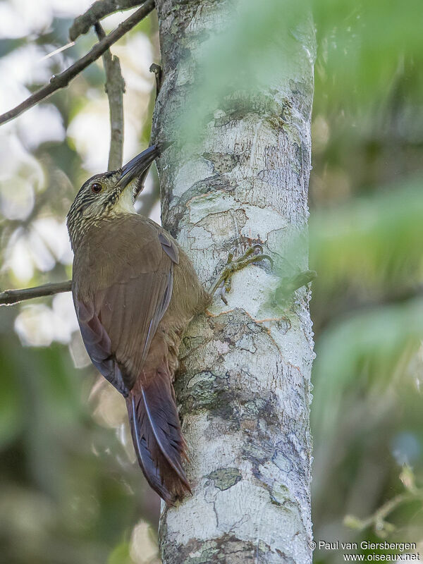 White-throated Woodcreeper