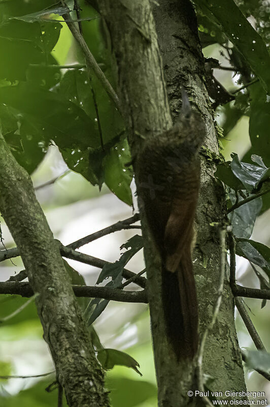 Amazonian Barred Woodcreeperadult