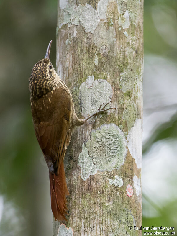 Lesser Woodcreeper