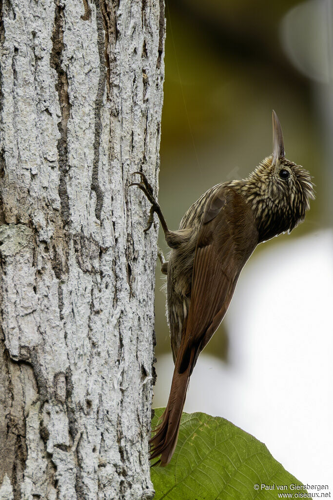Grimpar de Souleyetadulte