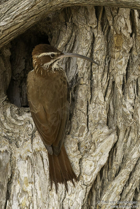 Scimitar-billed Woodcreeperadult