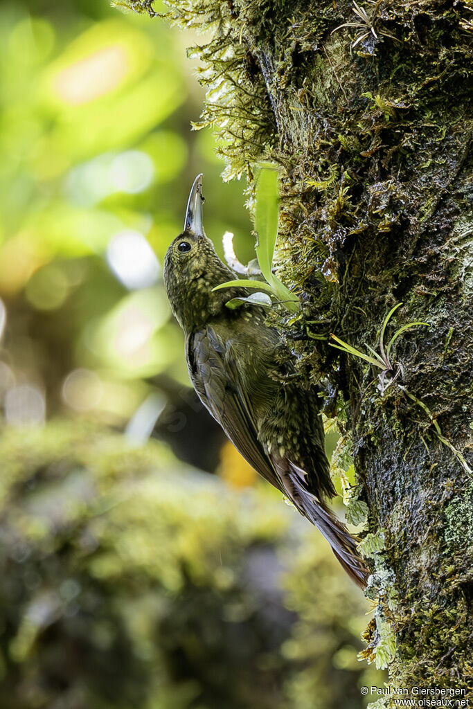 Grimpar tachetéadulte