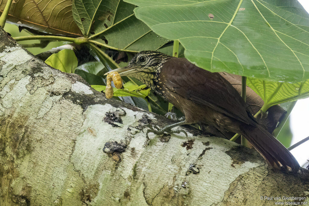 Straight-billed Woodcreeperadult