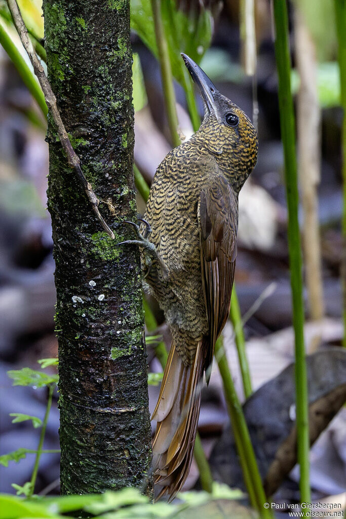 Grimpar vermiculéadulte