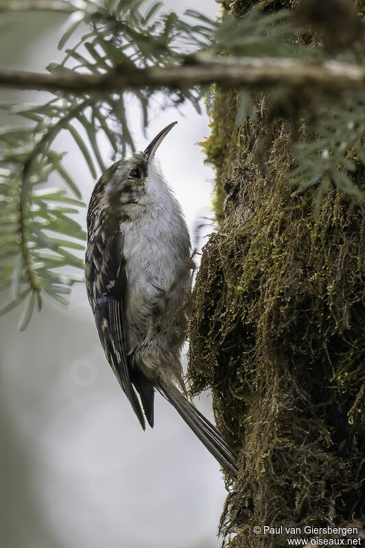 Hodgson's Treecreeperadult