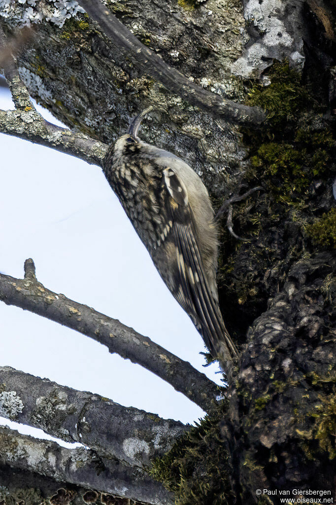 Bar-tailed Treecreeper