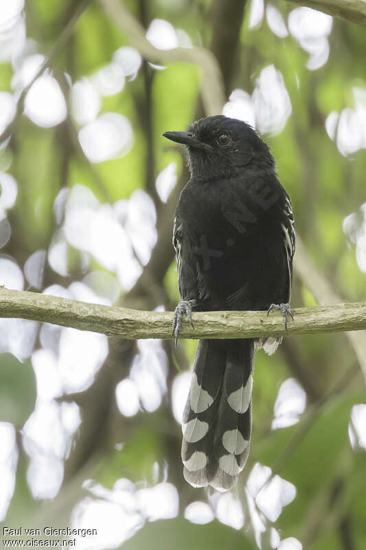 Jet Antbird male adult, close-up portrait