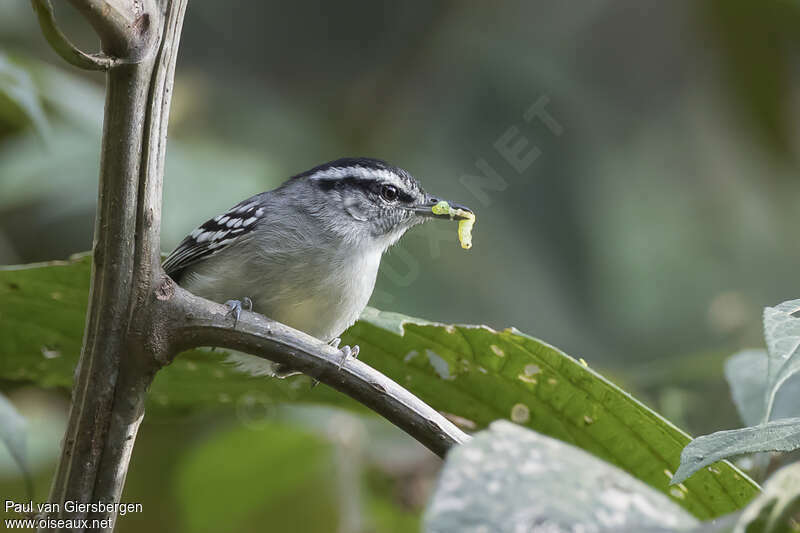 Creamy-bellied Antwren male adult, identification