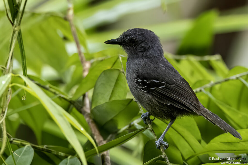 Dusky Antbird male adult