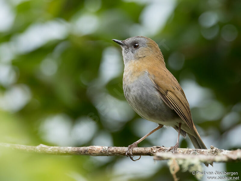 Black-billed Nightingale-Thrushadult