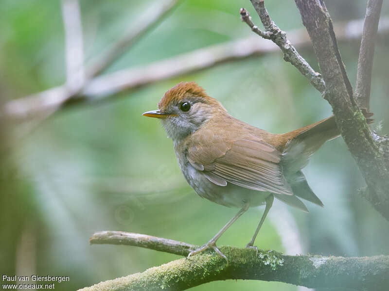 Ruddy-capped Nightingale-Thrushadult, pigmentation