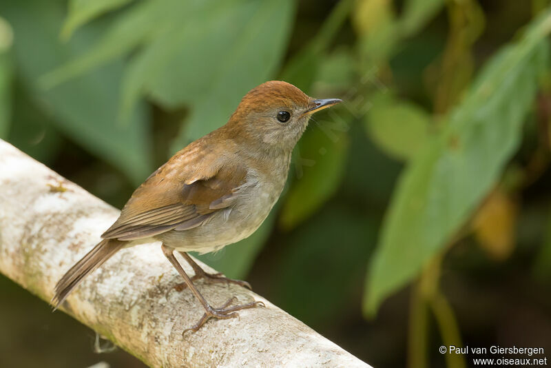 Ruddy-capped Nightingale-Thrushadult