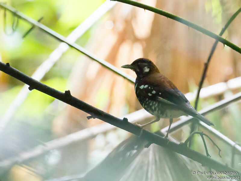 Red-backed Thrush