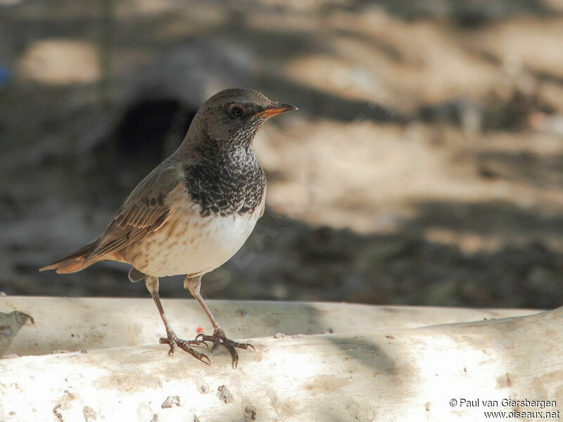 Black-throated Thrushadult