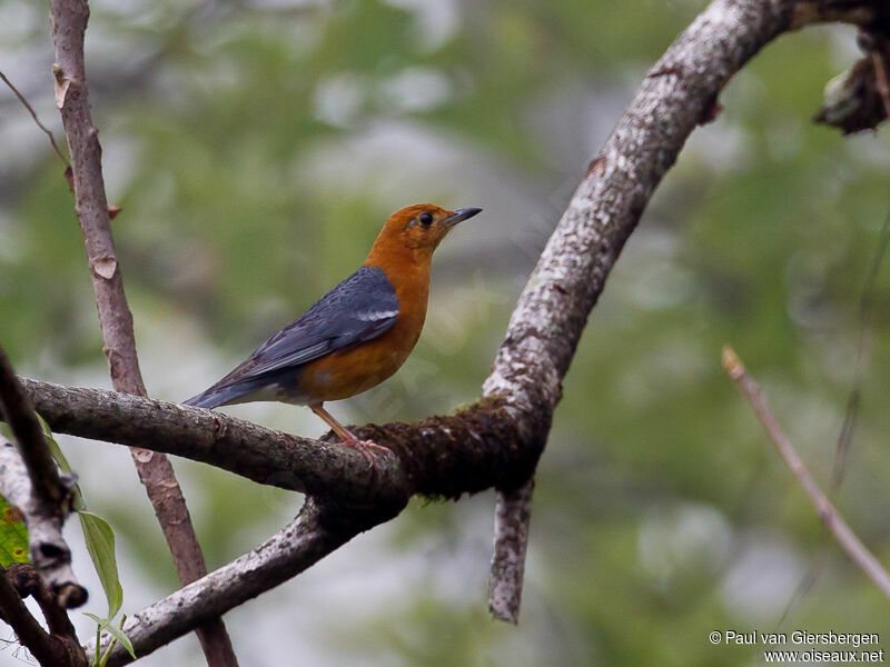 Orange-headed Thrush