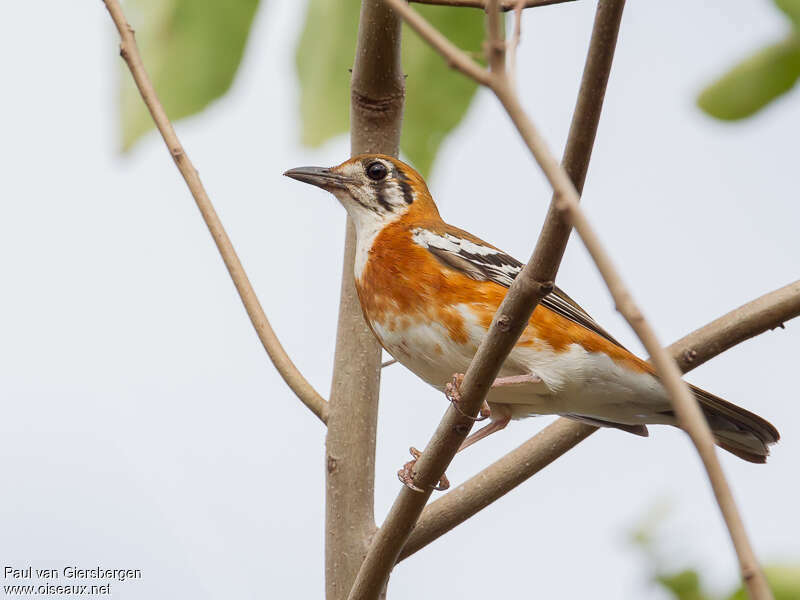 Grive de Péronadulte, identification