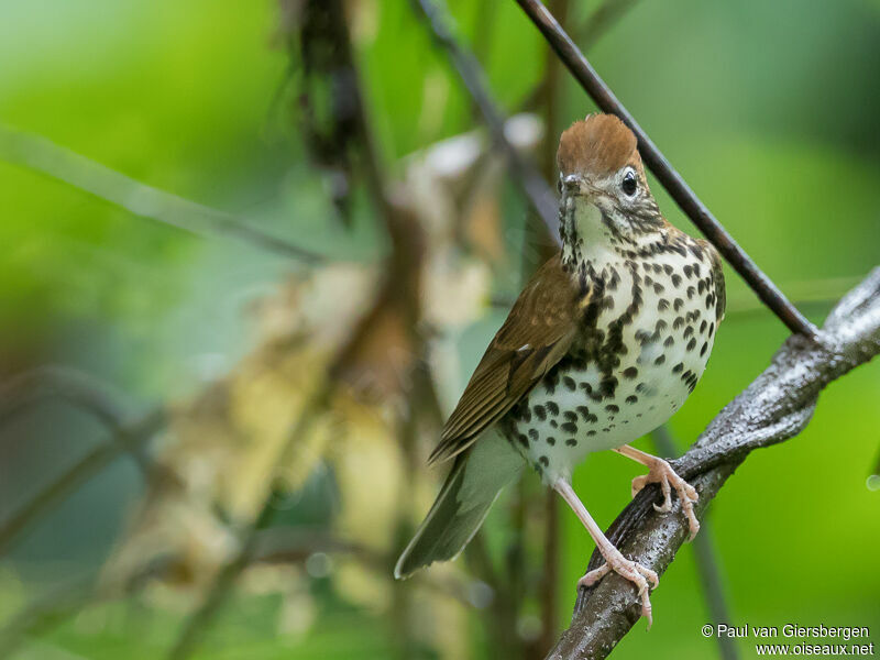 Wood Thrush