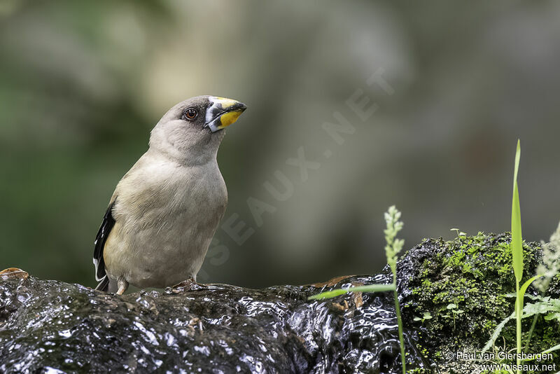 Chinese Grosbeak female adult