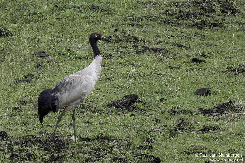 Black-necked Crane