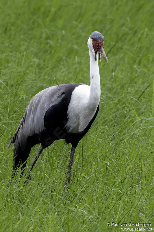 Grue caronculée