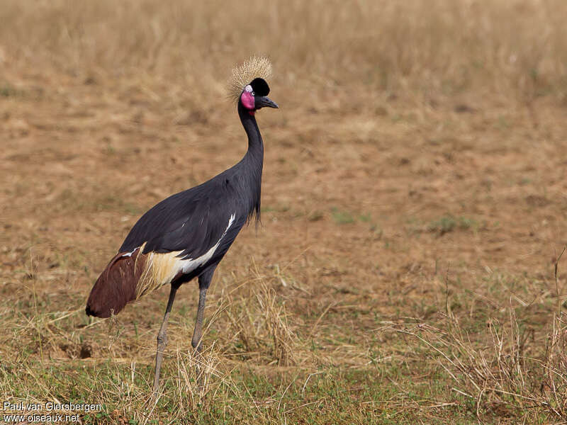 Black Crowned Craneadult breeding, identification