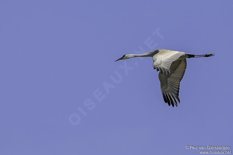 Sandhill Craneadult