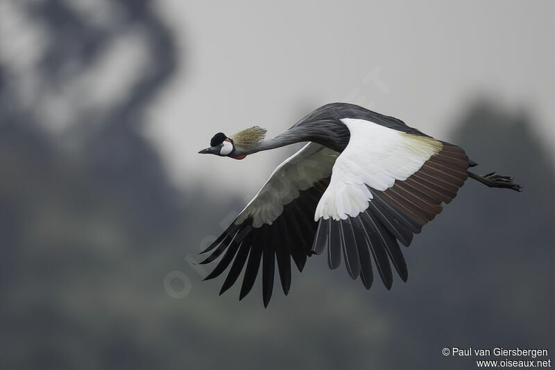 Grey Crowned Craneadult