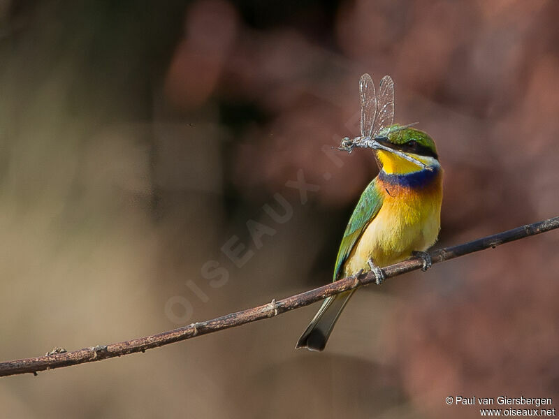 Blue-breasted Bee-eater